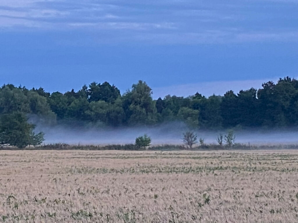 Feldlandschaft in der Umgebung mit niedrigem Bodennebel, Baumreihe im Hintergrund und bewölktem Himmel.